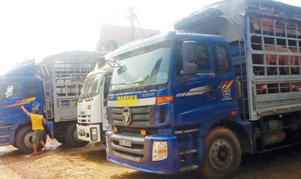 Thương lái Trung Quốc "lật kèo", người nuôi lợn lao đao - 1