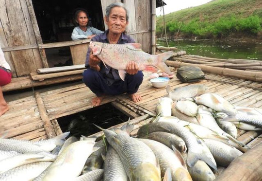 Cá chết hàng loạt trên sông: Nhà máy đền bù 1,4 tỉ đồng - 1