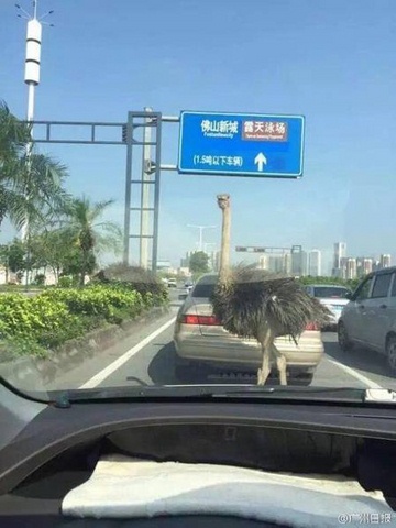 TQ: Đà điểu chạy trên đường, tài xế cáu tiết bóp cổ chết - 1