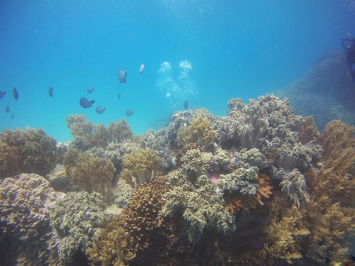 Ngỡ ngàng ngắm rạn san hô tuyệt đẹp ở đảo Hòn Mun - 1