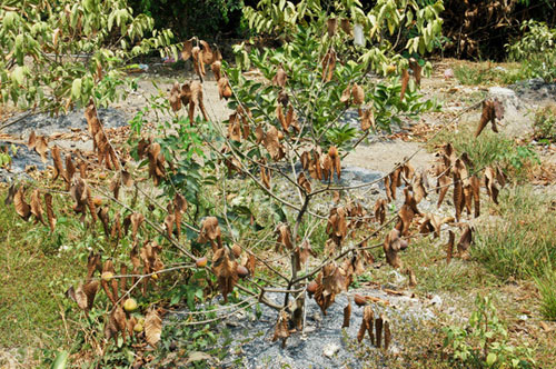 Bất lực nhìn cây trồng chết khô vì hạn - 2