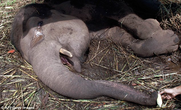 Indonesia: Voi khóc rồi chết, sở thú đóng cửa - 1