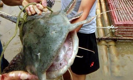 Cần thủ Nghệ An câu được cá khổng lồ, nặng 25kg - 1