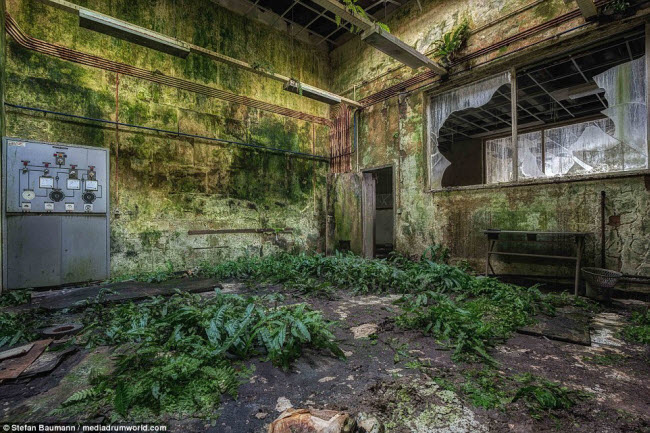 Những ô cửa sổ vỡ và tường phủ đầy rêu mốc cùng dương xỉ mọc đầy sàn trong tòa nhà bị bỏ hoang thời gian dài.