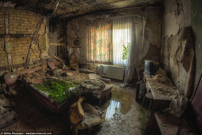 Khung cảnh đáng sợ với rêu  trên giường và cây mọc trong phòng ngủ của một ngôi hoang phế.