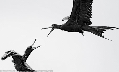 15 bức ảnh tuyệt đẹp về những loài chim hoang dã - 2