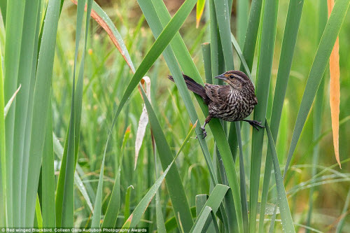 15 bức ảnh tuyệt đẹp về những loài chim hoang dã - 3