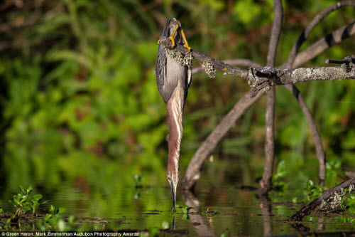 15 bức ảnh tuyệt đẹp về những loài chim hoang dã - 4