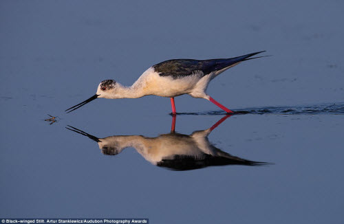 15 bức ảnh tuyệt đẹp về những loài chim hoang dã - 5