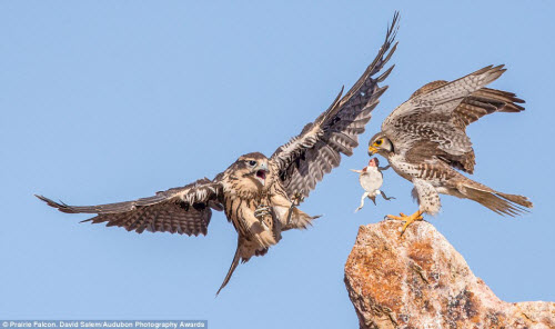 15 bức ảnh tuyệt đẹp về những loài chim hoang dã - 6