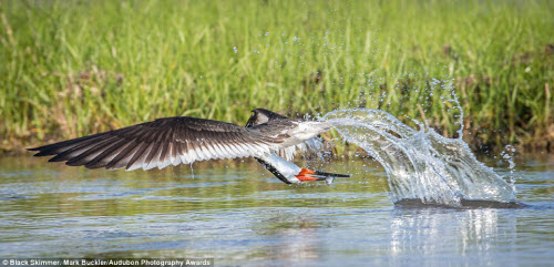 15 bức ảnh tuyệt đẹp về những loài chim hoang dã - 7