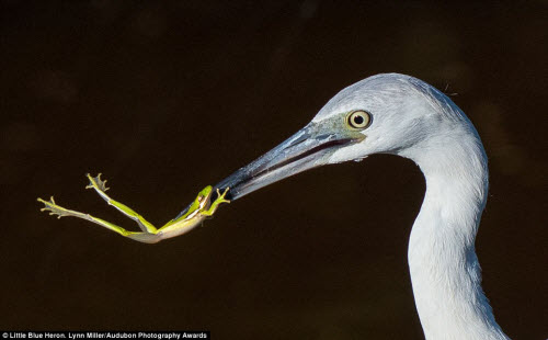 15 bức ảnh tuyệt đẹp về những loài chim hoang dã - 9
