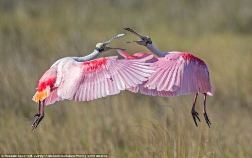 15 bức ảnh tuyệt đẹp về những loài chim hoang dã - 11