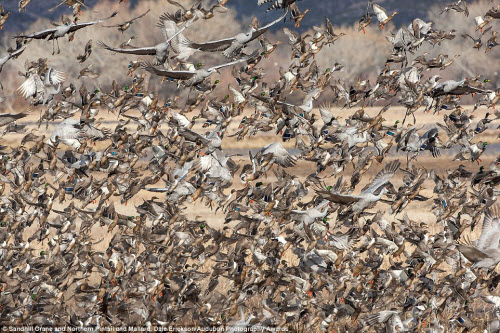 15 bức ảnh tuyệt đẹp về những loài chim hoang dã - 13