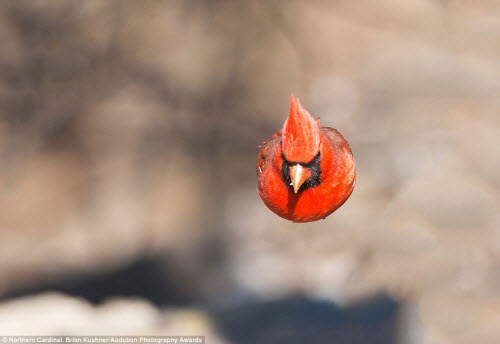 15 bức ảnh tuyệt đẹp về những loài chim hoang dã - 14