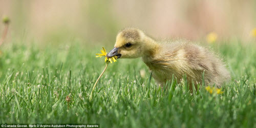 15 bức ảnh tuyệt đẹp về những loài chim hoang dã - 15