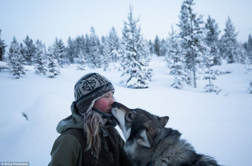 Cô gái bỏ thành phố để sống cùng 85 con chó kéo ở Bắc cực - 1