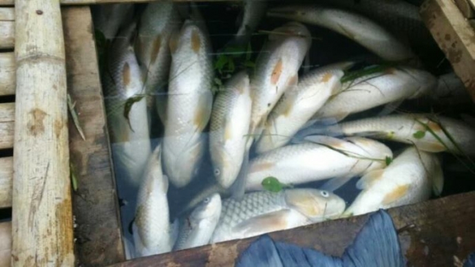 Cá nuôi trên sông Bưởi tiếp tục chết bất thường - 1