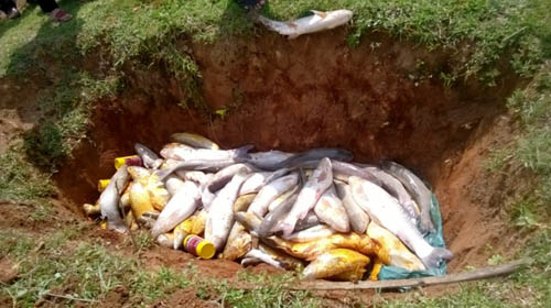 Cá nuôi trên sông Bưởi tiếp tục chết bất thường - 2