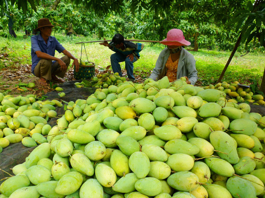 Nông dân khốn khổ vì tin đồn - 1