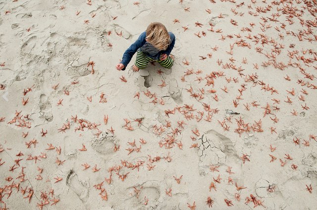 Trăm ngàn cua chết phủ đỏ bờ biển Mỹ - 2