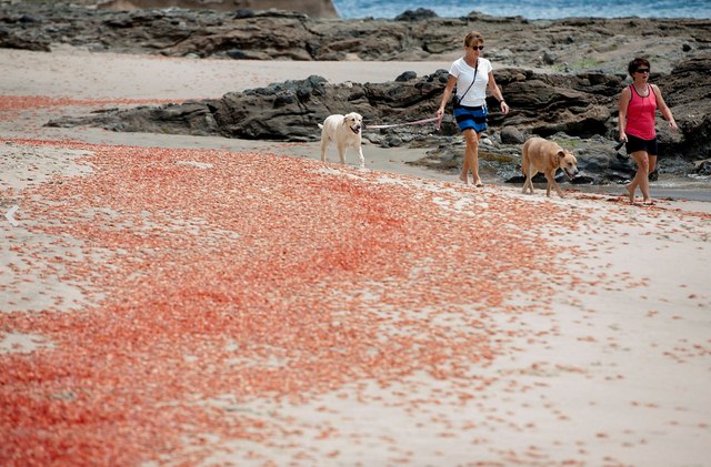 Trăm ngàn cua chết phủ đỏ bờ biển Mỹ - 3