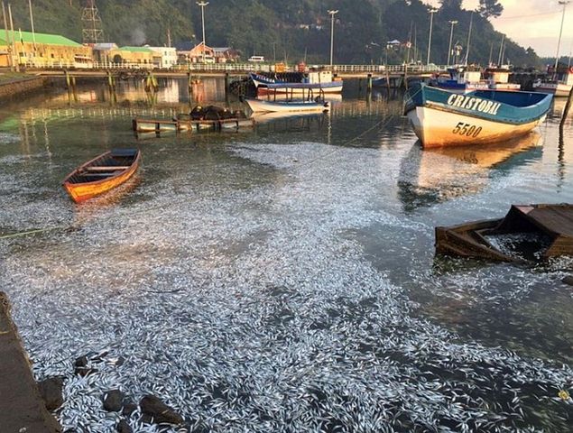 Trăm ngàn cua chết phủ đỏ bờ biển Mỹ - 4