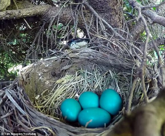 Video: Rắn mò lên tổ nuốt một mạch 4 trứng chim xanh - 1