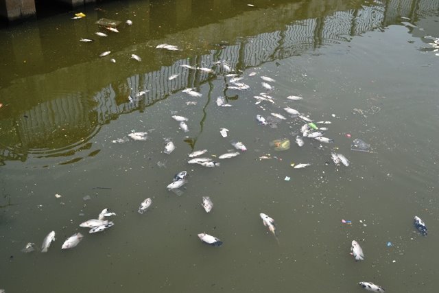 Cá lại chết trên kênh Nhiêu Lộc sau cơn mưa - 1