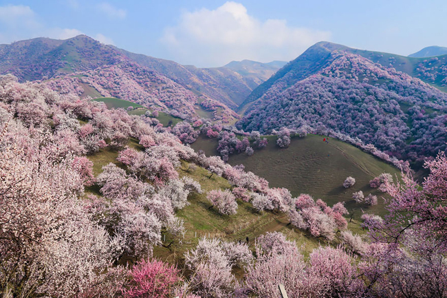Nằm tại thị trấn Tuergen thuộc tỉnh Tân Cương ở Trung Quốc, thung lũng hoa thu hút rất đông du khách đến vào mùa xuân hàng năm để chiêm ngưỡng cảnh tượng hoa mơ nở rộ trên những ngọn đồi xanh mướt.
