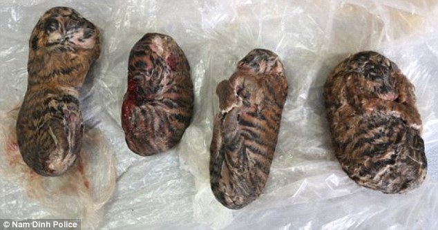 Báo Tây viết về 4 chú hổ con bị đông lạnh ở VN - 1