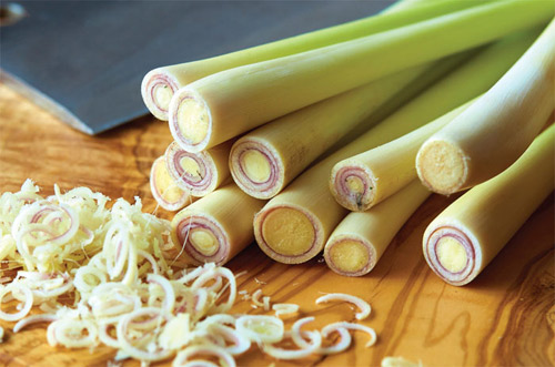 Muôn cách đối phó với muỗi để bảo vệ gia đình - 2