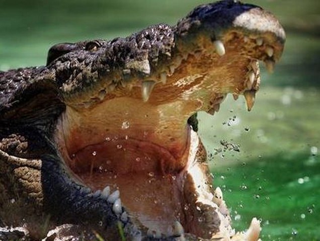 Úc: Cụ ông chiến đấu với cá sấu suốt 3 tiếng bằng cờ-lê - 1
