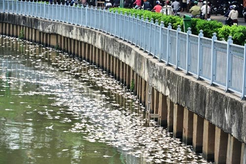 70 tấn cá chết trắng trên kênh Nhiêu Lộc – Thị Nghè - 1