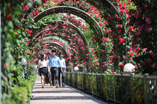 Lễ hộ hoa hồng Hàn Quốc