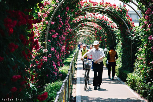 Le hoi hoa hong Han Quoc