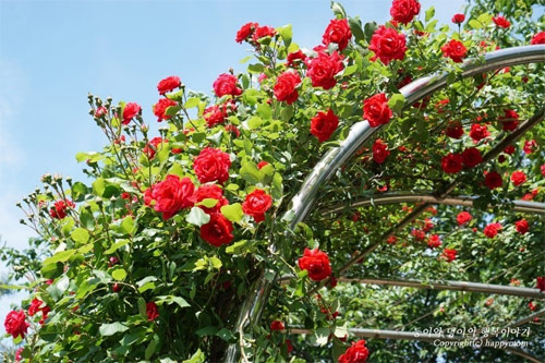 Seoul Rose Festival 2016