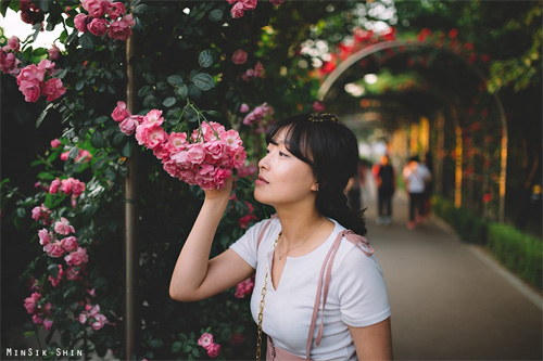 Duong ham hoa hong dep o Han Quoc