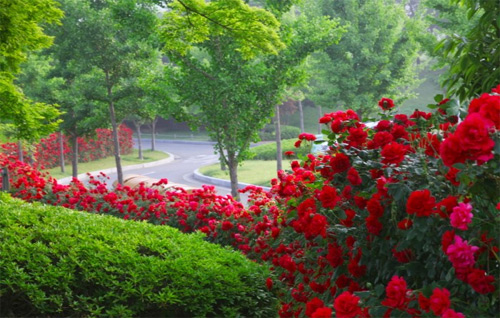 Lễ hộ hoa hồng Hàn Quốc 2016