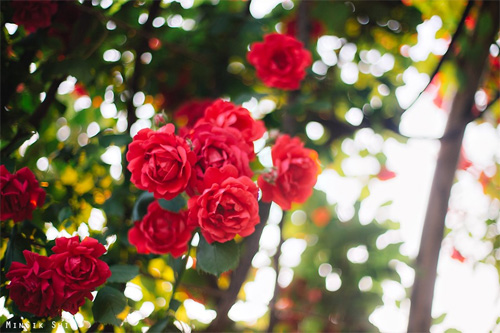 Lễ hội hoa hồng 2016