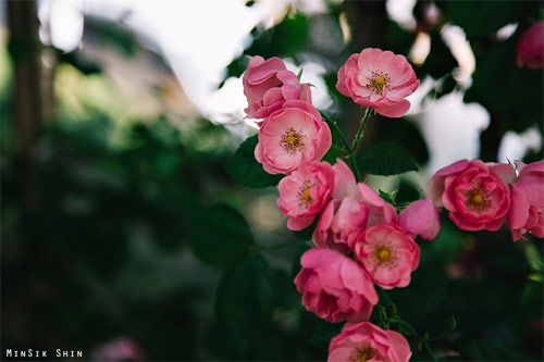 Con đường lãng mạn ngập tràn hoa hồng