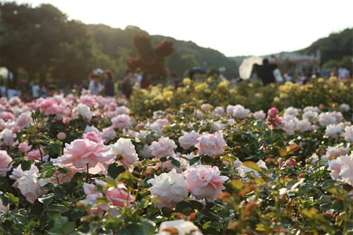 Lễ hộ hoa hồng Hàn Quốc