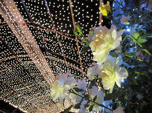 Le hoi hoa hong Han Quoc