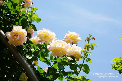 Seoul Rose Festival 2016