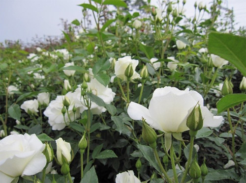 Le hoi hoa hong Han Quoc 2016