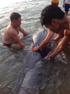 Giải cứu cá heo nặng gần 1 tạ bị thương dạt vào bờ biển - 1