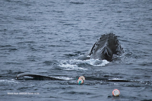 Mỹ: Cá voi khổng lồ mắc lưới đánh cua - 1
