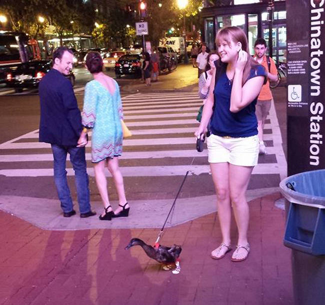 Sao em dắt thú cưng đi dạo mà ai cũng "soi" vậy?