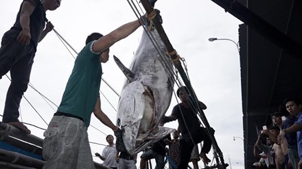 Cận cảnh cá ngừ vây xanh 'khủng' gần 350kg - 1
