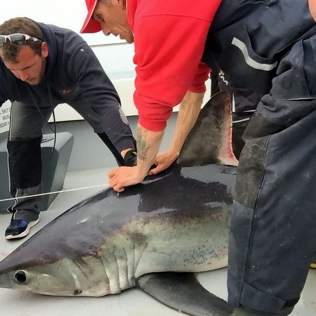 Anh: Bất ngờ câu được cá mập quý hiếm nặng 200kg - 1